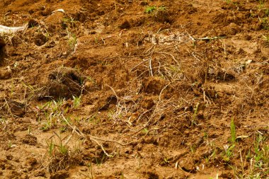 Kuru kil içinde inek ayak izleri