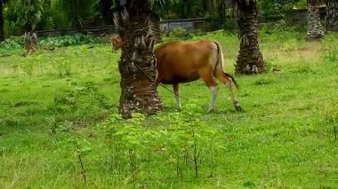 Balili inekler bir yağ palmiyesinde ot yiyorlar.