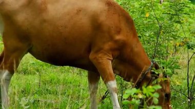 Balili inekler bir yağ palmiyesinde ot yiyorlar.