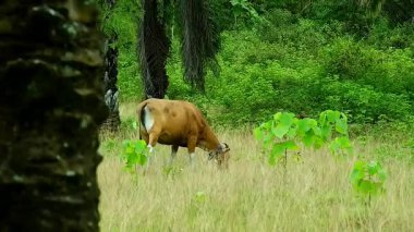 Balili inekler bir yağ palmiyesinde ot yiyorlar.