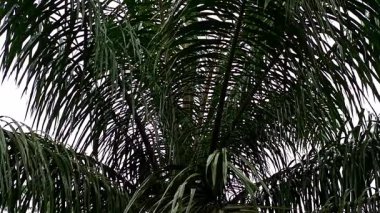 Gökyüzü arkaplanlı yağmur damlaları tarafından vurulan yağ palmiyesi