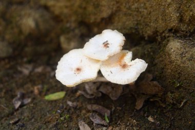 Beyaz yabani mantarlar duvarda yetişiyor.