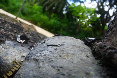 Bulanık arkaplanı olan yosunlu kaya dokusunu kapat