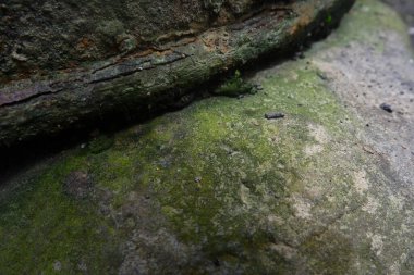 Bulanık arkaplanı olan yosunlu kaya dokusunu kapat