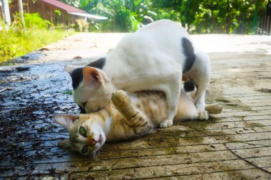 Bir çift sokak kedisi çiftleşiyor.