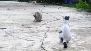 Dışarıda güneş ışığında iki sokak kedisi oynuyor.