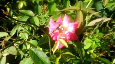 Rosa gallica çiçeği, sabah pembeli, güneş ışığında.