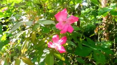 Rosa gallica çiçeği, sabah pembeli, güneş ışığında.