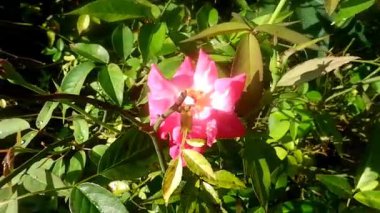 Rosa gallica çiçeği, sabah pembeli, güneş ışığında.