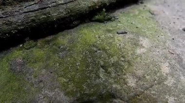 Yosunlu gri kayaları kapatın.