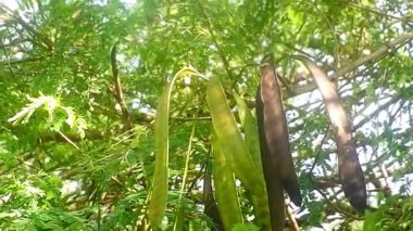 Çin petai bitkisi sallanan yapraklarla ağaçta.