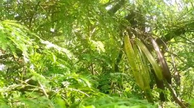 Çin petai bitkisi sallanan yapraklarla ağaçta.