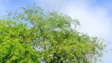 Gökyüzü arka planında yapraklarla dolu Çin petai ağacı