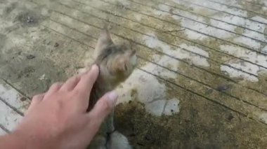 Bir insanın eli, evcil hayvan konseptine uygun bir sokak kedisini okşuyor.
