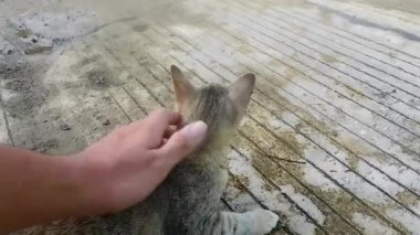 Bir insanın eli, evcil hayvan konseptine uygun bir sokak kedisini okşuyor.