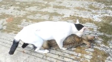 Sokakta çiftleşen iki kedi.
