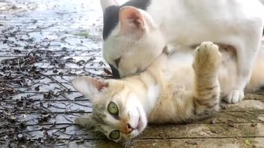 Sokakta çiftleşen iki kedi.