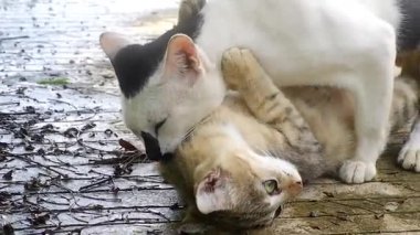 Sokakta çiftleşen iki kedi.