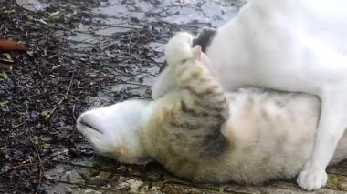 Sokakta çiftleşen iki kedi.