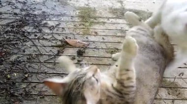 Sokakta çiftleşen iki kedi.