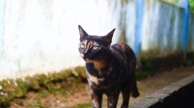 Açık havada oynayan evcil kedilerin fotoğrafları