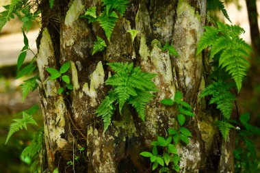 Eğreltiotu, palmiye ağaçlarının gövdelerinde yetişir.