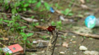 Ağaç gövdesine tünemiş bir yusufçuk.