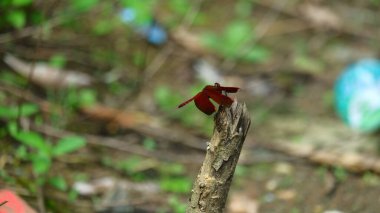 Ağaç gövdesine tünemiş bir yusufçuk.