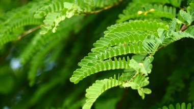 Demirhindi yapraklarının desen ve dokusuyla fotoğraflanması. Yeşil doğa arkaplanı için uygun