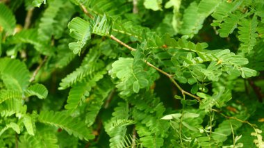Demirhindi yapraklarının desen ve dokusuyla fotoğraflanması. Yeşil doğa arkaplanı için uygun