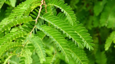 Demirhindi yapraklarının desen ve dokusuyla fotoğraflanması. Yeşil doğa arkaplanı için uygun