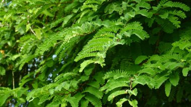 Demirhindi yapraklarının desen ve dokusuyla fotoğraflanması. Yeşil doğa arkaplanı için uygun