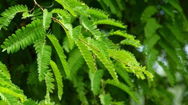 Demirhindi yapraklarının desen ve dokusuyla fotoğraflanması. Yeşil doğa arkaplanı için uygun