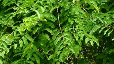 Demirhindi yapraklarının desen ve dokusuyla fotoğraflanması. Yeşil doğa arkaplanı için uygun