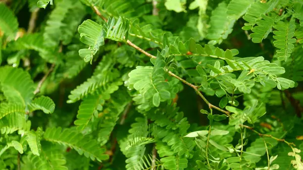 Demirhindi yapraklarının desen ve dokusuyla fotoğraflanması. Yeşil doğa arkaplanı için uygun