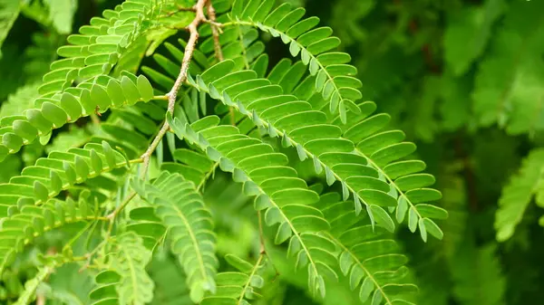 Demirhindi yapraklarının desen ve dokusuyla fotoğraflanması. Yeşil doğa arkaplanı için uygun
