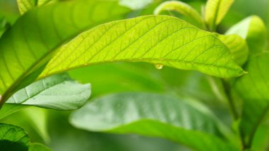 Çiy damlalı taze guava yaprakları. yumuşak yeşil arkaplan