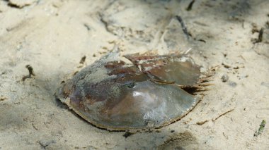 Kumsalda kumla dolu At nalı Yengeç Kabuğu