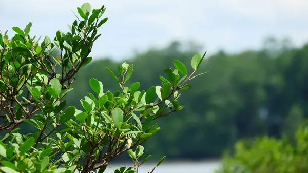 Sahildeki mangrov bitkilerinin yakın çekimleri.