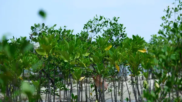 Sahildeki mangrov bitkilerinin yakın çekimleri.