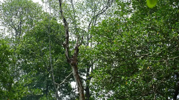 Sahildeki mangrov bitkilerinin yakın çekimleri.