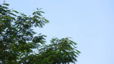 Mavi gökyüzü arka planlı Petai ağaç dallarının fotoğrafçılığı