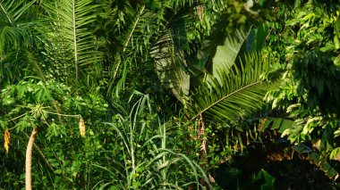 Doğal arka planlar için uygun yeşil tropik bitkilerin fotoğrafçılığı