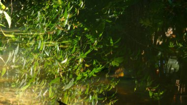 Yabani bitkilerle çevrili küçük nehir suyunun fotoğrafçılığı