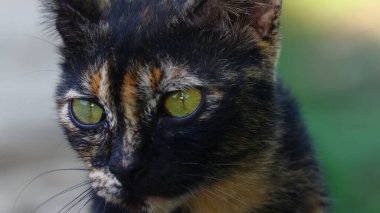 Bir kedinin hayvan suratının yakın çekimleri
