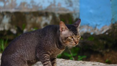 Sokak kedisi evcil hayvan teması için uygundur