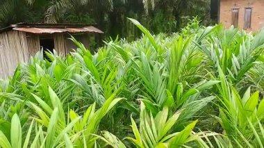 Palmiye yaprakları soyut doğal arkaplan için uygun