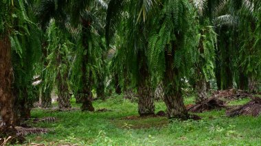 Petrol palmiyeleri, toprak yollu palmiye ağaçları tarım endüstrisi için uygundur.