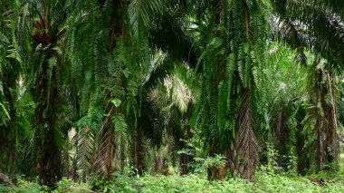 Petrol palmiyeleri, toprak yollu palmiye ağaçları tarım endüstrisi için uygundur.