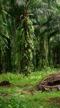 Petrol palmiyeleri, toprak yollu palmiye ağaçları tarım endüstrisi için uygundur.